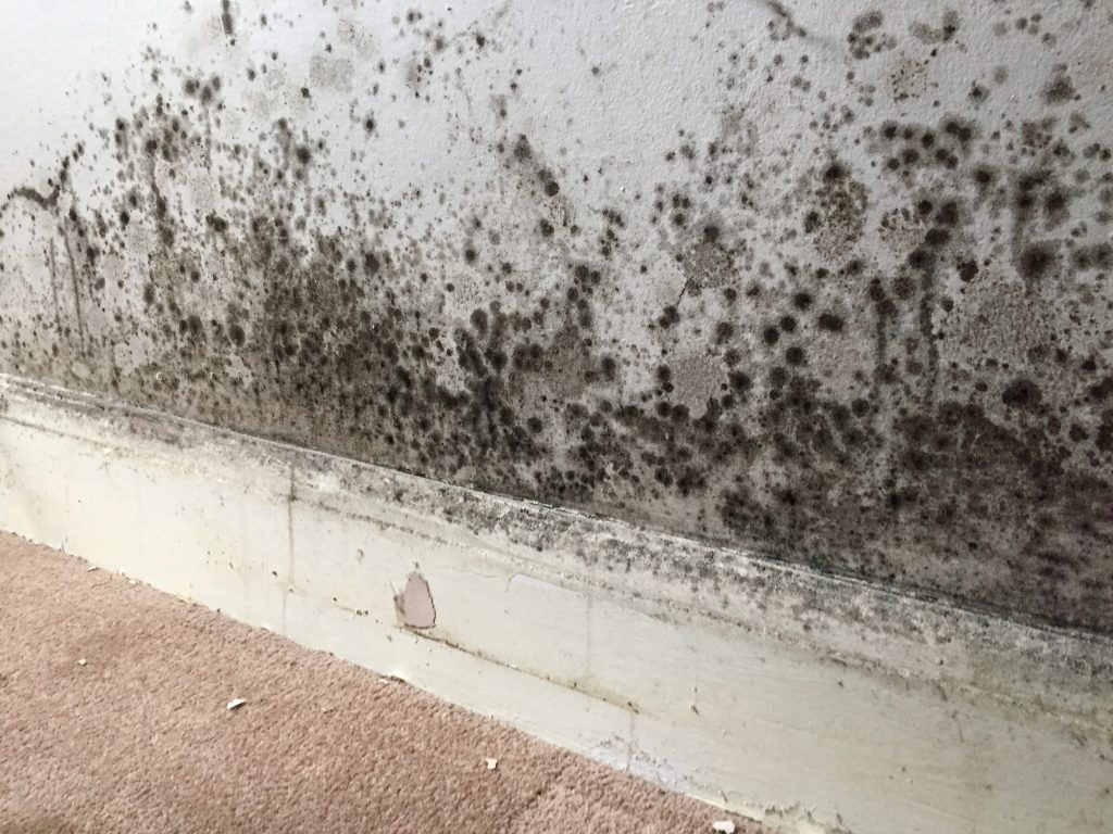 mold removal company macon