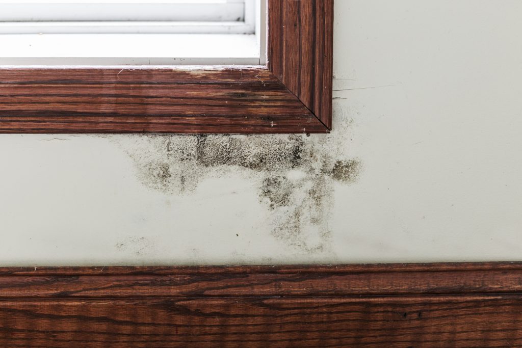 mold remediation macon ga